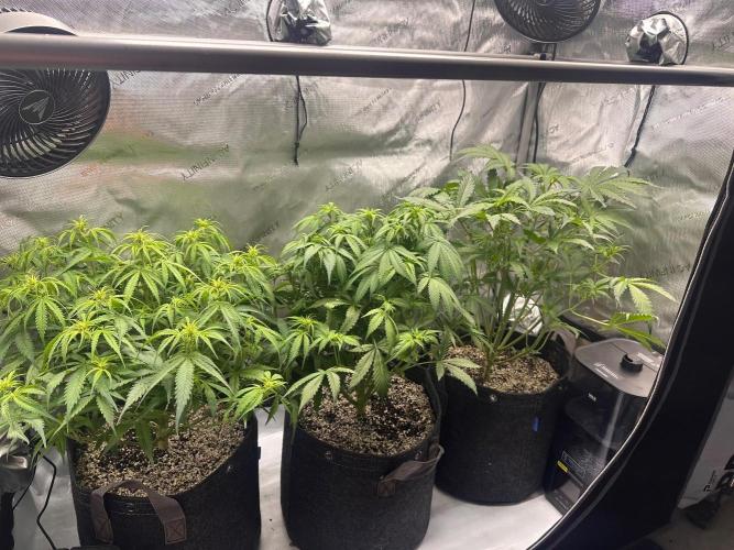 Jelly Donutz Auto. Week 5