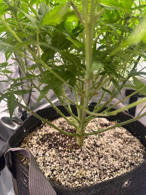 Jelly Donutz Auto. Week 5