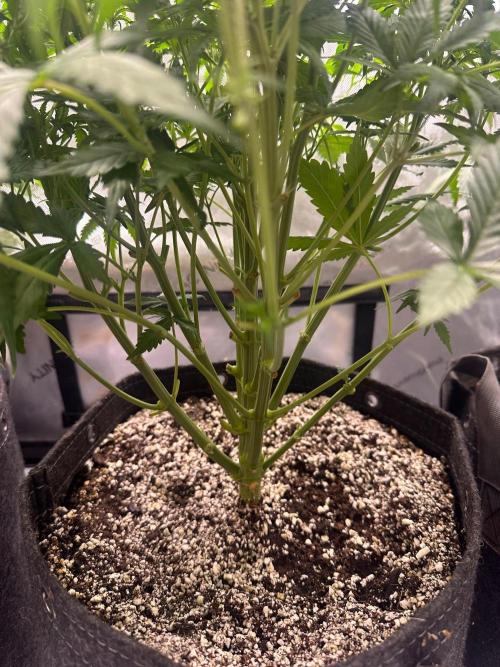 Jelly Donutz Auto. Week 5