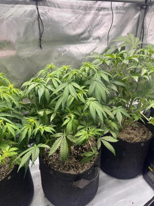 Jelly Donutz Auto. Week 5
