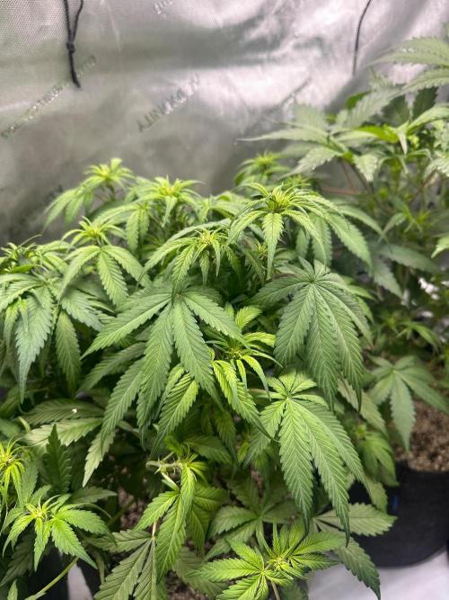 Jelly Donutz Auto. Week 5