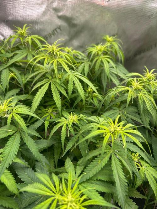 Jelly Donutz Auto. Week 5