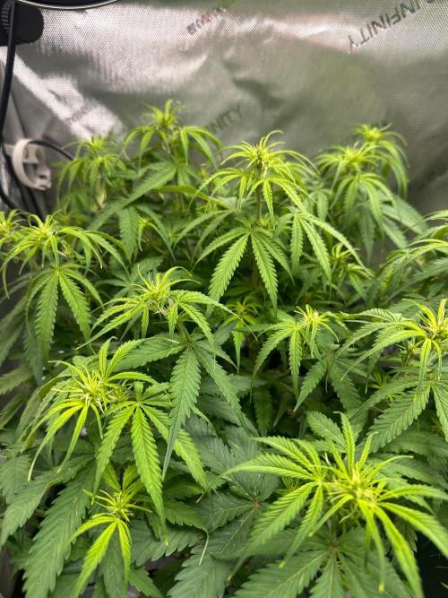 Jelly Donutz Auto. Week 5
