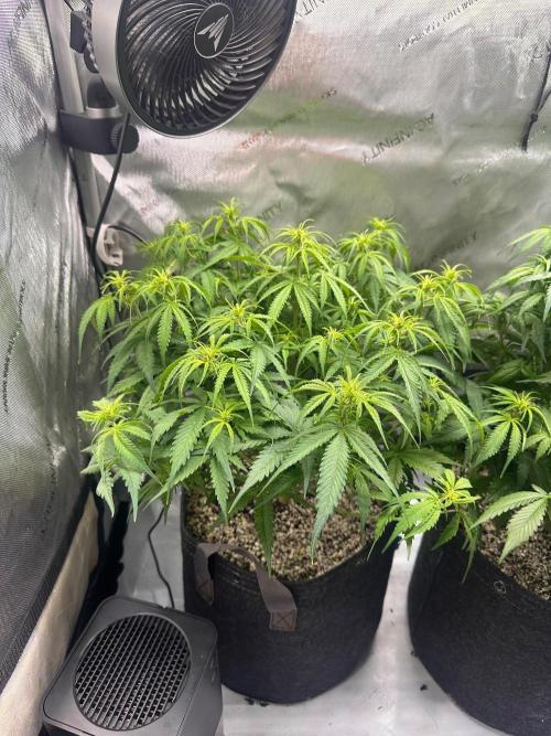 Jelly Donutz Auto. Week 5