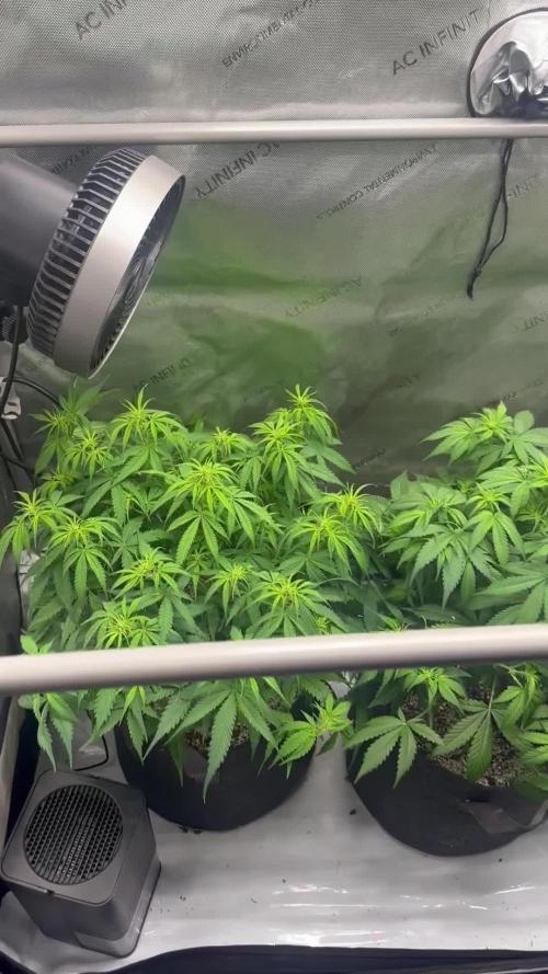 Jelly Donutz Auto