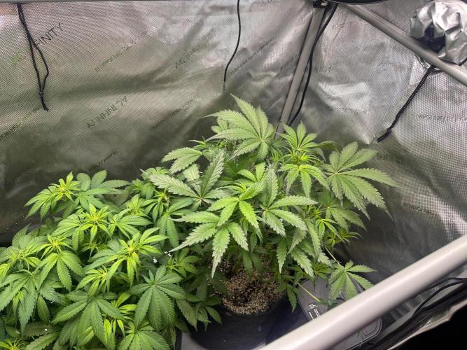 Strawberry Gorilla Auto Round 2. Week 4
