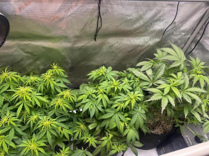 Strawberry Gorilla Auto Round 2. Week 4