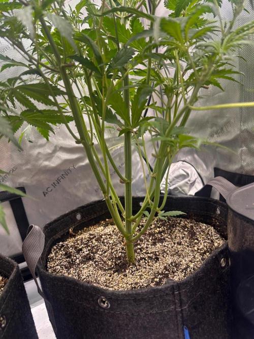 Strawberry Gorilla Auto Round 2. Week 4