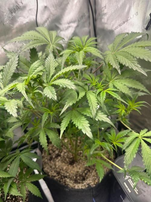 Strawberry Gorilla Auto Round 2. Week 4