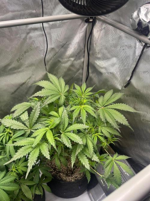 Strawberry Gorilla Auto Round 2. Week 4