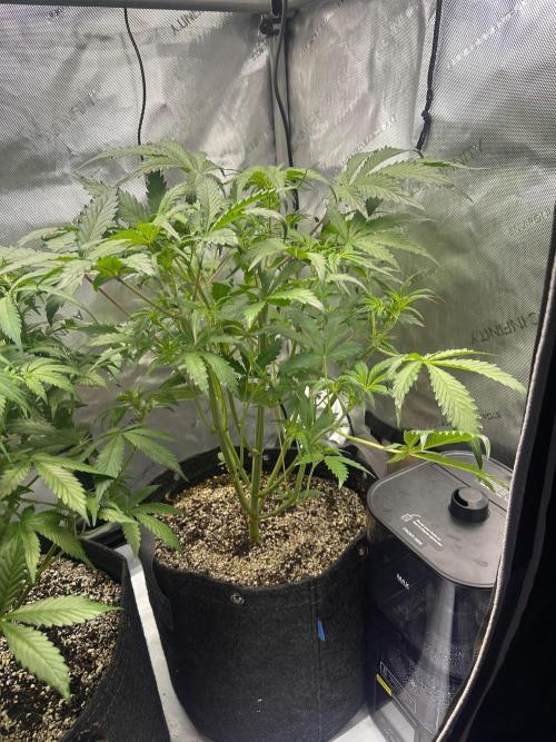 Strawberry Gorilla Auto Round 2. Week 4
