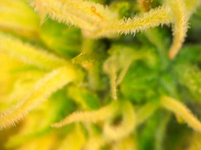 Jelly Donutz Auto. Week 6