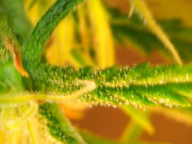 Jelly Donutz Auto. Week 6