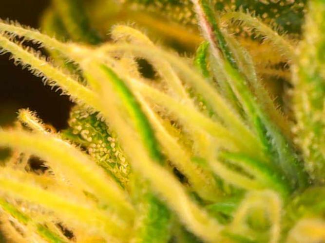 Jelly Donutz Auto. Week 6