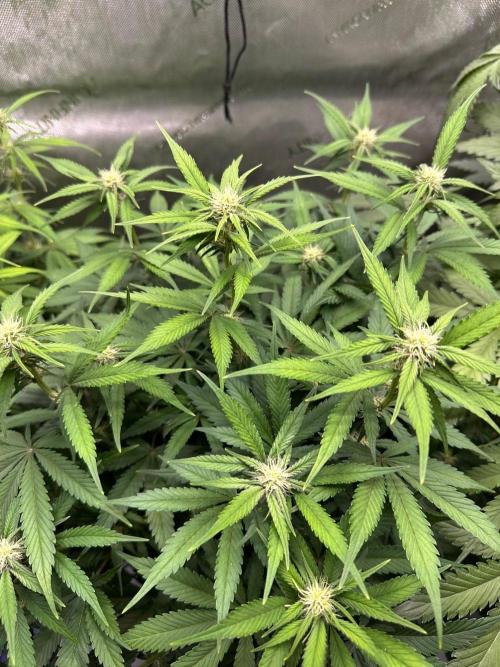 Jelly Donutz Auto. Week 6