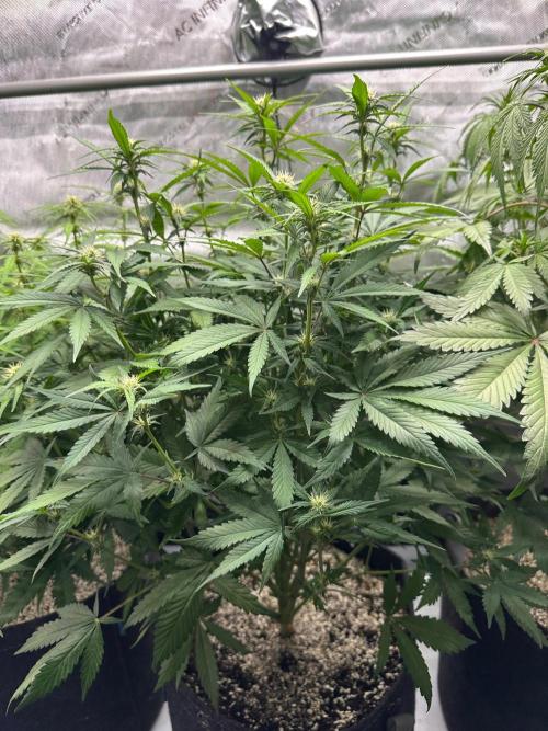 Jelly Donutz Auto. Week 6