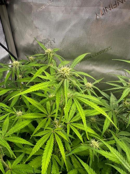 Jelly Donutz Auto. Week 6