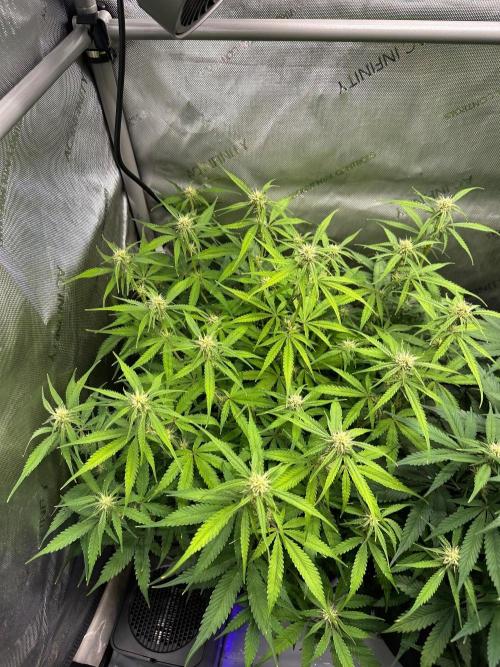 Jelly Donutz Auto. Week 6