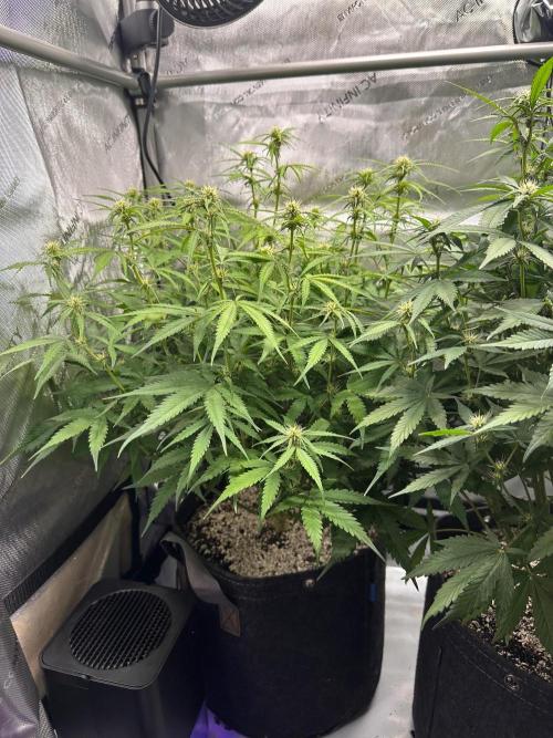 Jelly Donutz Auto. Week 6