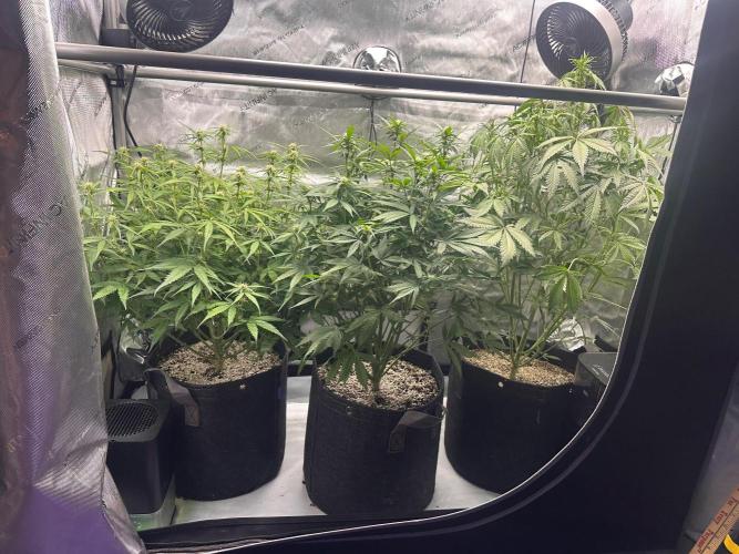Jelly Donutz Auto. Week 6