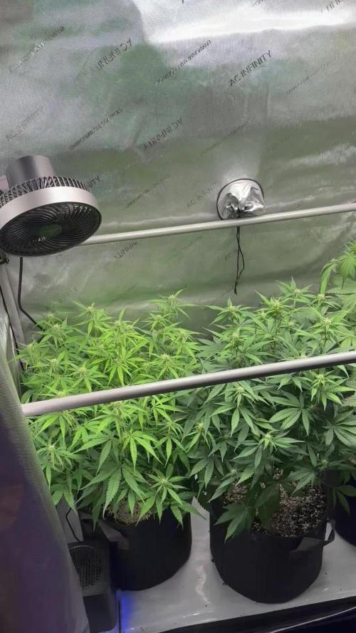 Jelly Donutz Auto