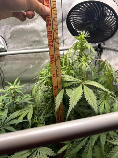 Strawberry Gorilla Auto Round 2. Week 5
