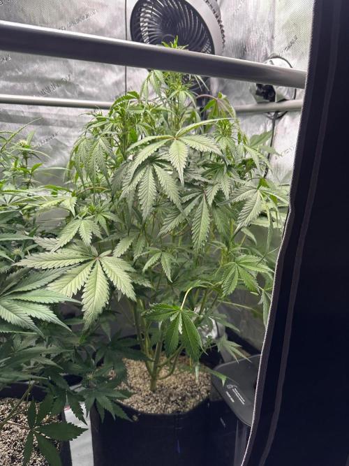 Strawberry Gorilla Auto Round 2. Week 5