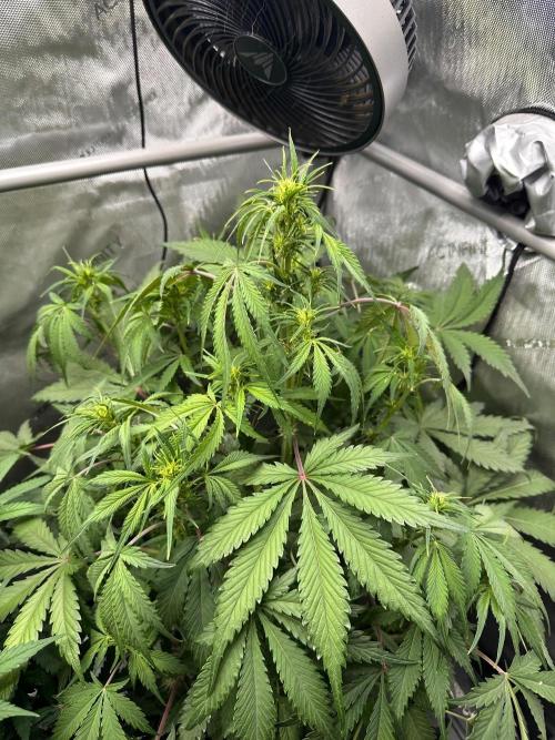 Strawberry Gorilla Auto Round 2. Week 5