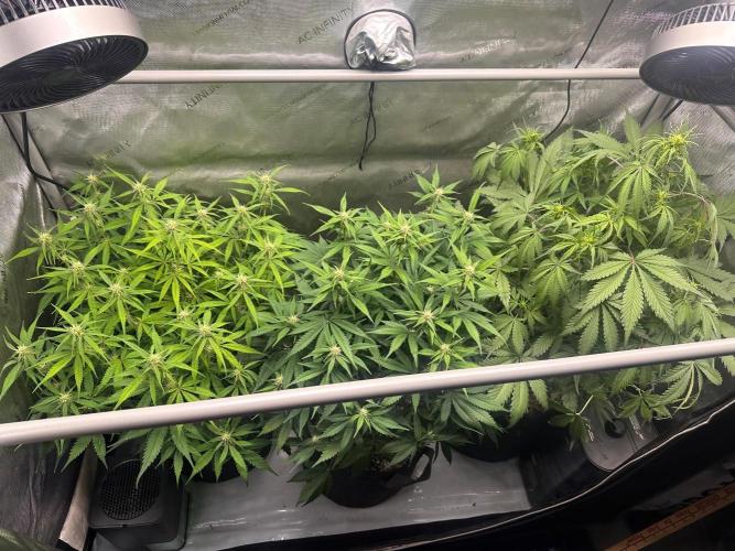 Strawberry Gorilla Auto Round 2. Week 5