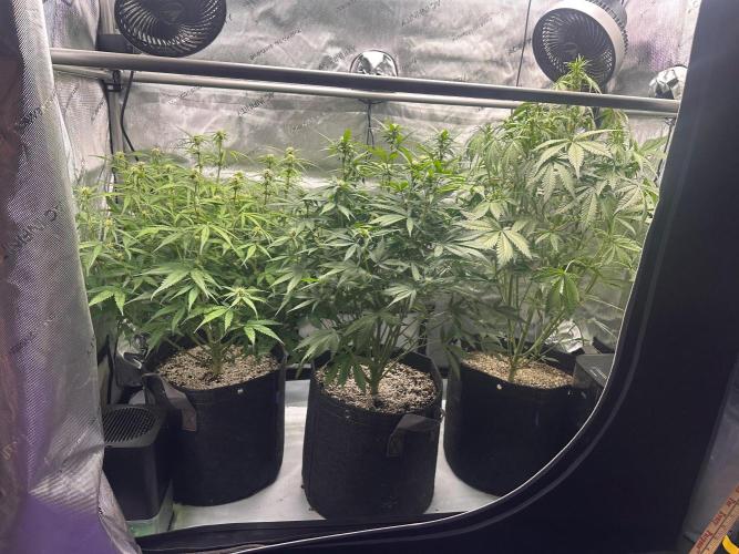 Strawberry Gorilla Auto Round 2. Week 5
