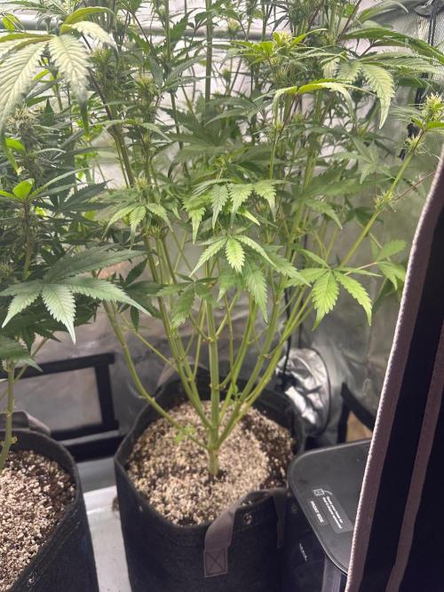 Strawberry Gorilla Auto Round 2. Week 6