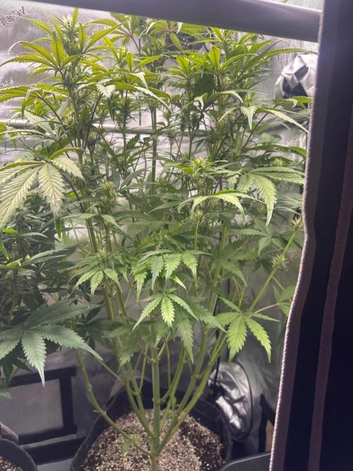 Strawberry Gorilla Auto Round 2. Week 6