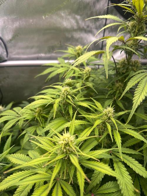 Strawberry Gorilla Auto Round 2. Week 6