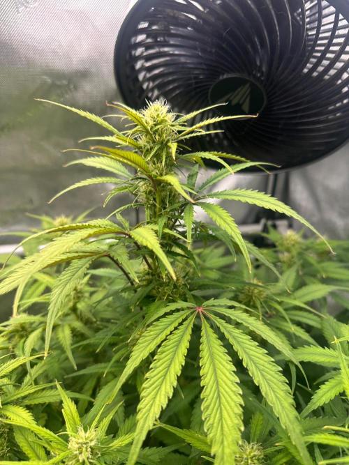 Strawberry Gorilla Auto Round 2. Week 6