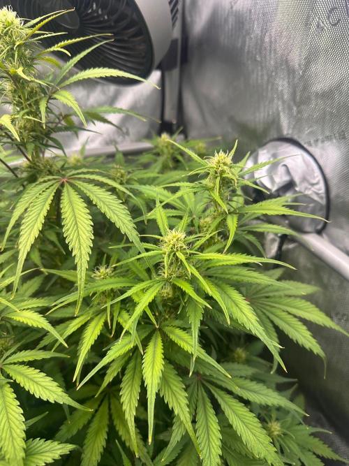 Strawberry Gorilla Auto Round 2. Week 6