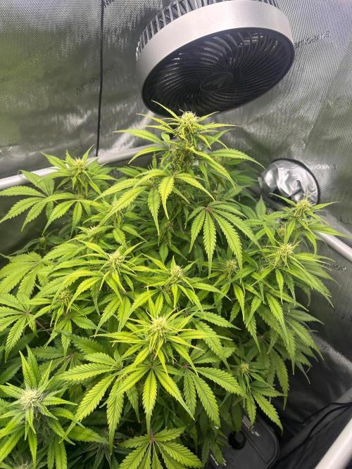 Strawberry Gorilla Auto Round 2. Week 6