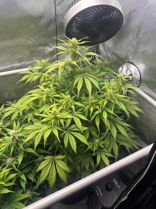 Strawberry Gorilla Auto Round 2. Week 6