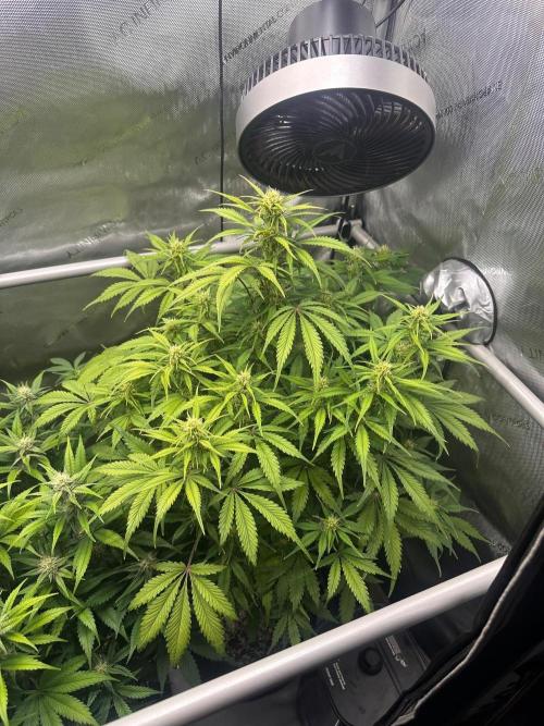 Strawberry Gorilla Auto Round 2. Week 6
