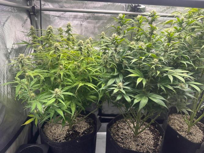 Strawberry Gorilla Auto Round 2. Week 6