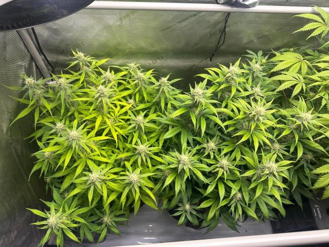 Strawberry Gorilla Auto Round 2. Week 6