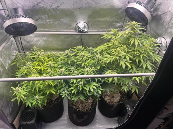 Strawberry Gorilla Auto Round 2. Week 6