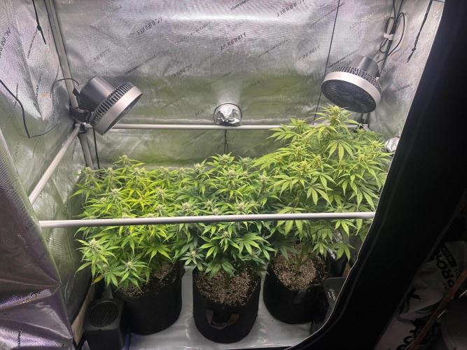 Jelly Donutz Auto. Week 7