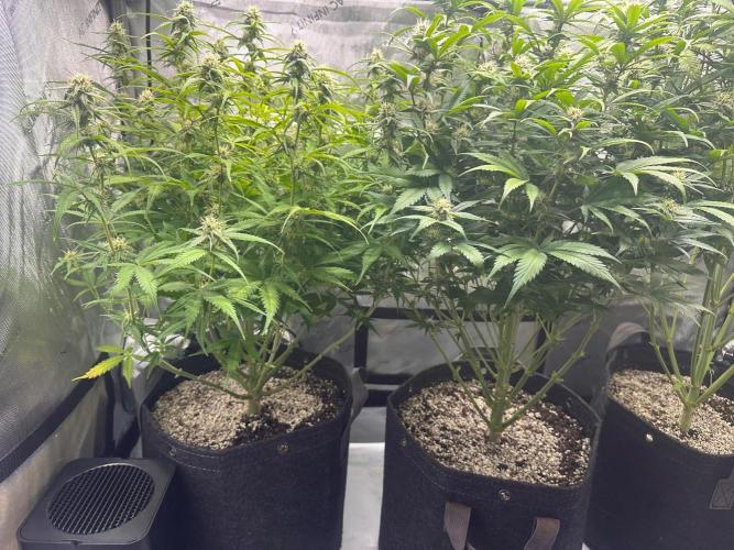 Jelly Donutz Auto. Week 7