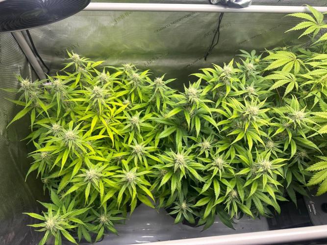Jelly Donutz Auto. Week 7
