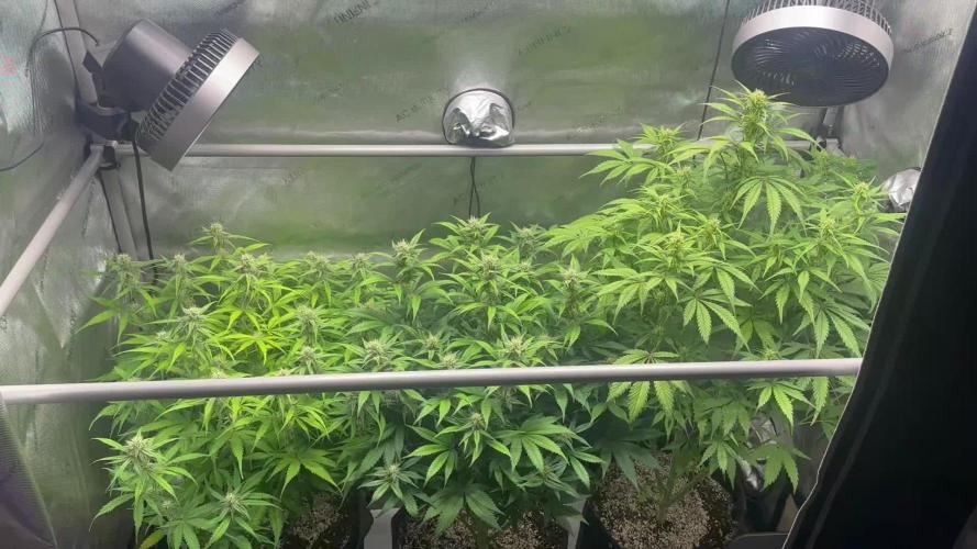 Jelly Donutz Auto