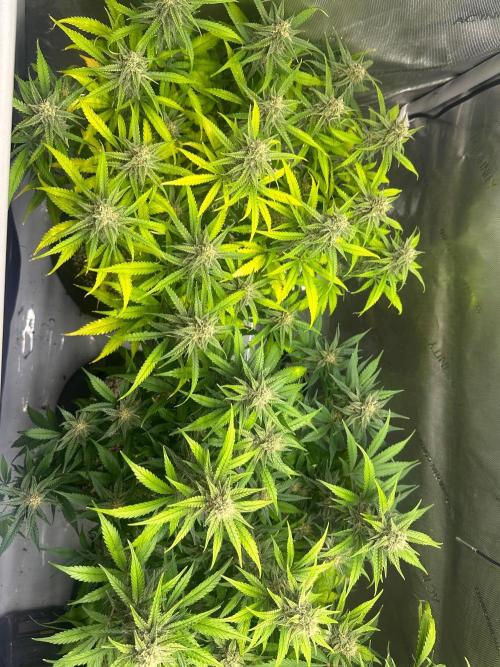 Jelly Donutz Auto. Week 8