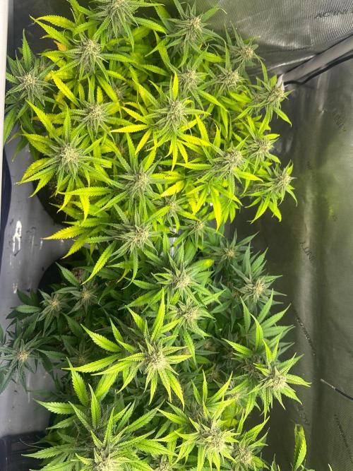 Jelly Donutz Auto. Week 8