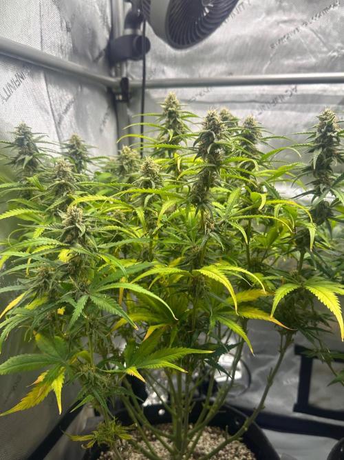 Jelly Donutz Auto. Week 8