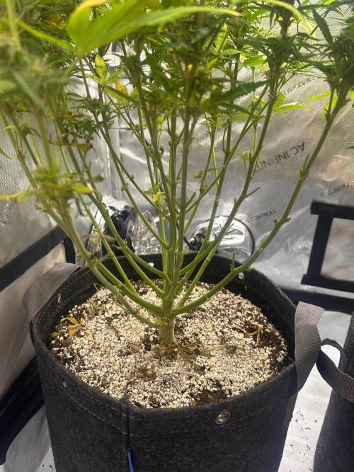 Jelly Donutz Auto. Week 8
