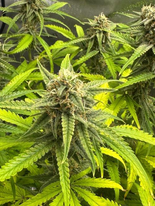 Jelly Donutz Auto. Week 8